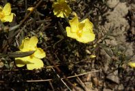 2005-02-18-041-Rock-Rose