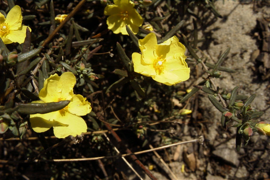 2005-02-18-041-Rock-Rose