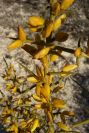 2005-02-18-042-Gorse-perhaps