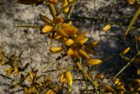 2005-02-18-043-Gorse-perhaps