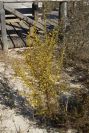 2005-02-18-044-Gorse-perhaps