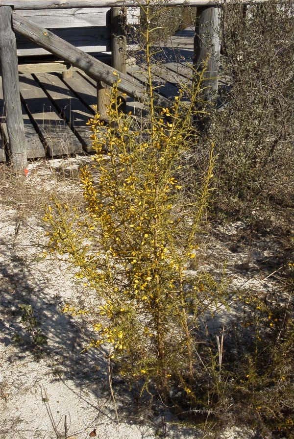 2005-02-18-044-Gorse-perhaps