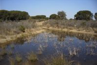 2005-02-18-050-Wetlands