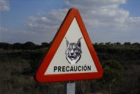 2005-02-18-053-Lynx-warning