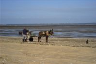 2005-03-28-001-Donkey