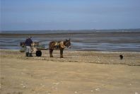2005-03-28-002-Donkey