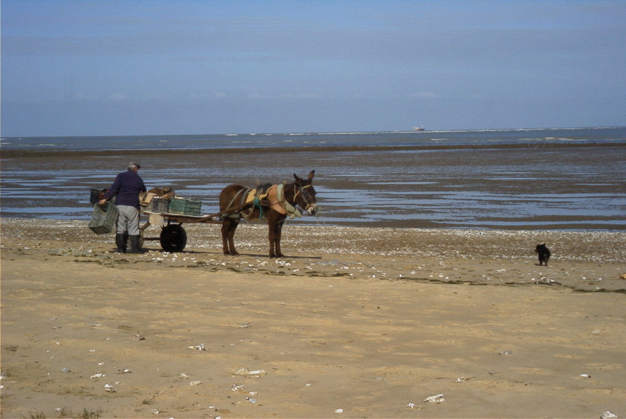 2005-03-28-002-Donkey