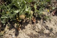 2005-03-28-010-Soft-thistle