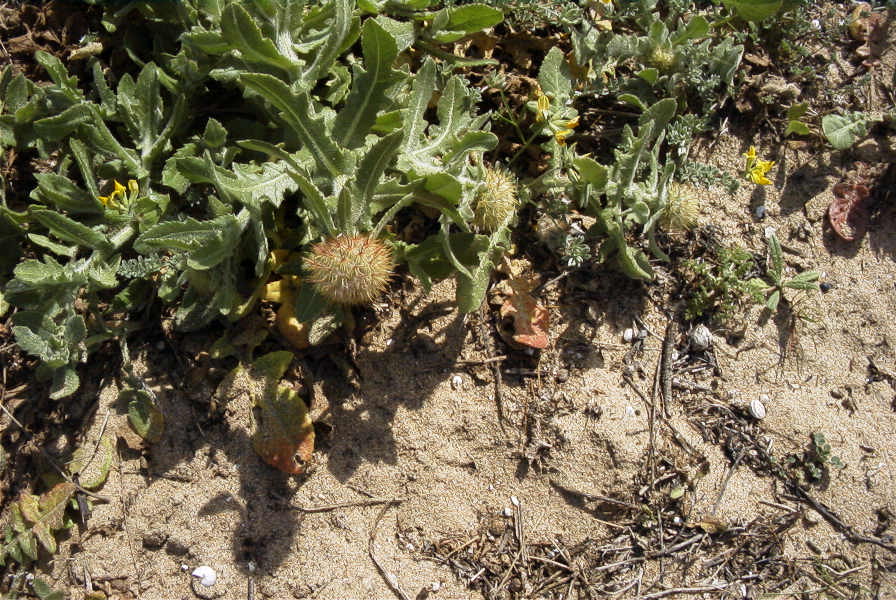 2005-03-28-010-Soft-thistle