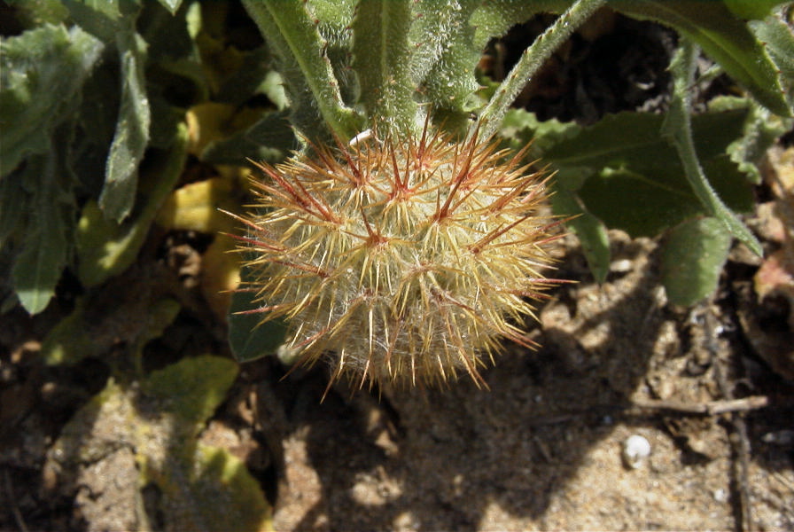 2005-03-28-011-Soft-thistle