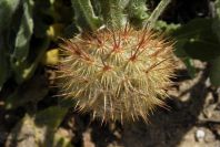 2005-03-28-012-Soft-thistle