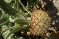 2005-03-28-013-Soft-thistle