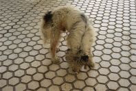 2005-03-28-014-Doggy-at-Rota