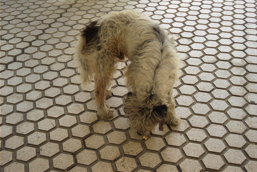2005-03-28-014-Doggy-at-Rota