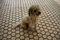 2005-03-28-015-Doggy-at-Rota