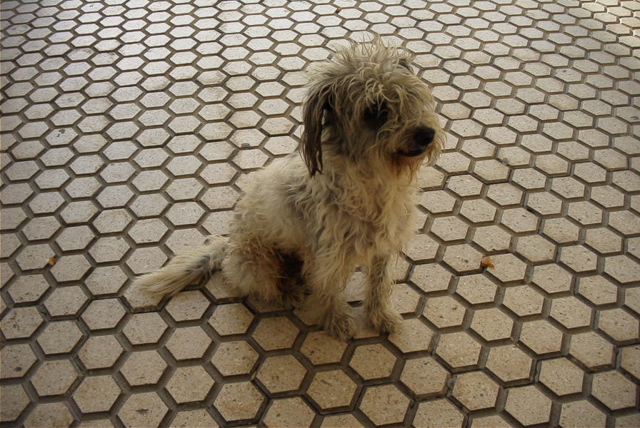 2005-03-28-015-Doggy-at-Rota