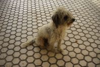 2005-03-28-016-Doggy-at-Rota