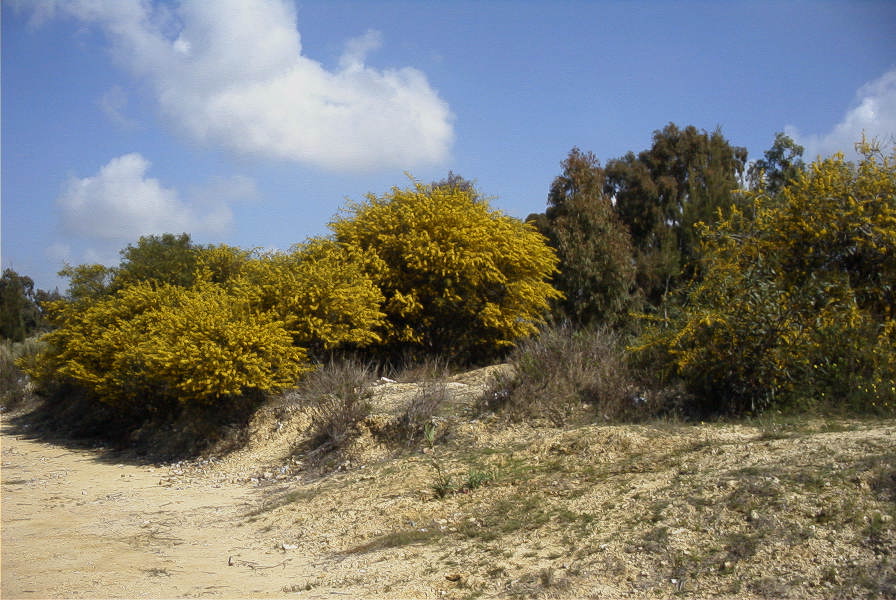 2005-03-29-001-Mimosa