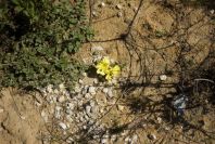 2005-03-29-005-Oenothera