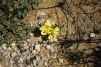 2005-03-29-006-Oenothera