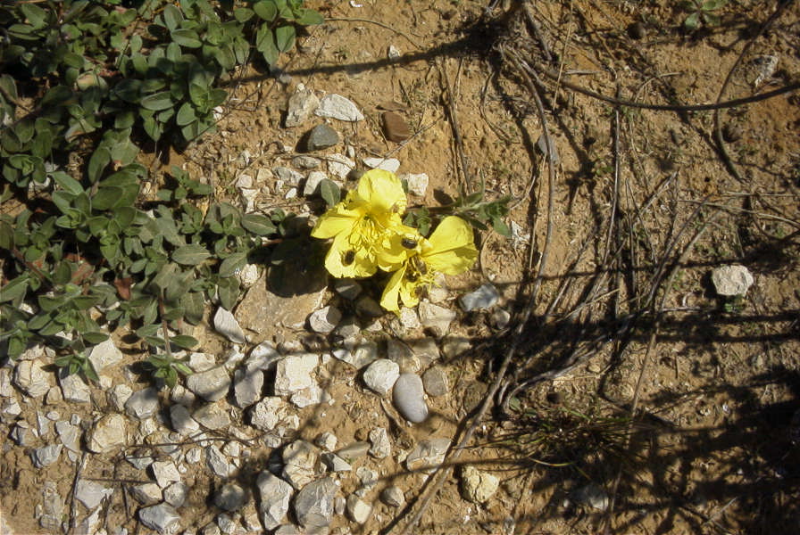 2005-03-29-006-Oenothera