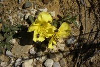 2005-03-29-007-Oenothera