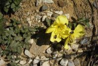 2005-03-29-008-Oenothera