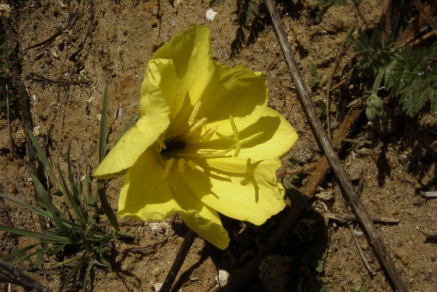 2005-03-29-009-Oenothera