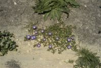 2005-03-29-011-Convolvulus-siculus