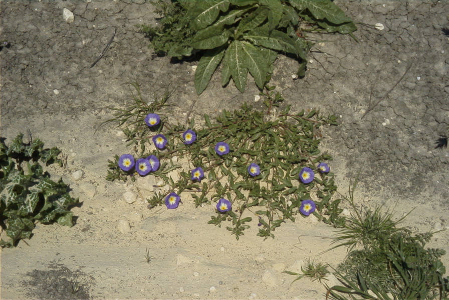 2005-03-29-011-Convolvulus-siculus