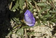 2005-03-29-012-Convolvulus-siculus