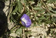 2005-03-29-013-Convolvulus-siculus