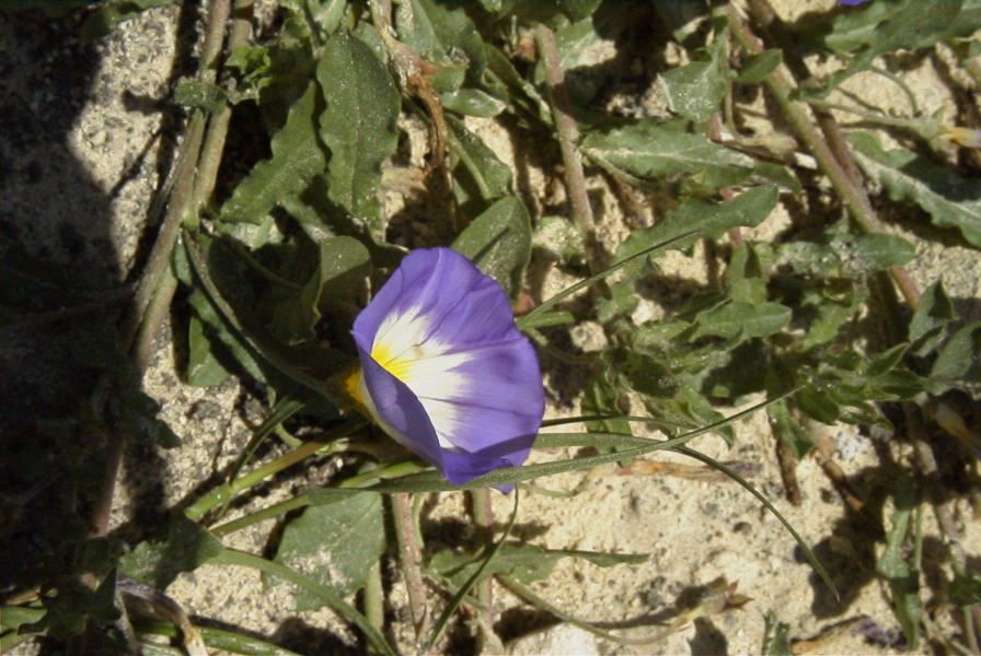 2005-03-29-014-Convolvulus-siculus