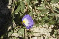2005-03-29-015-Convolvulus-siculus