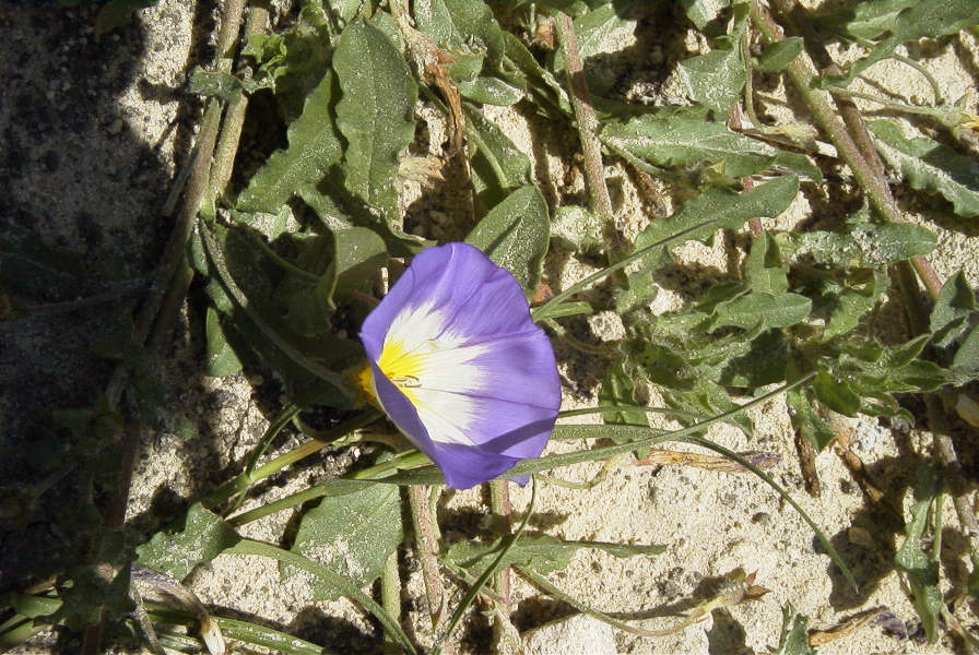 2005-03-29-015-Convolvulus-siculus