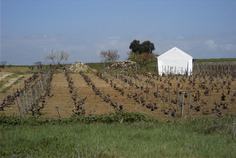 2005-03-29-029-Sherry-growing