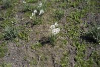 2005-03-29-030-Narcissus-tazetta