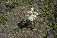 2005-03-29-031-Narcissus-tazetta