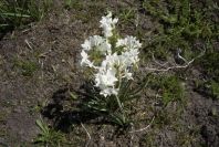 2005-03-29-032-Narcissus-tazetta