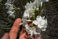 2005-03-29-033-Narcissus-tazetta