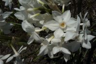 2005-03-29-034-Narcissus-tazetta