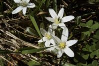 2005-03-30-023-Ornithogalum