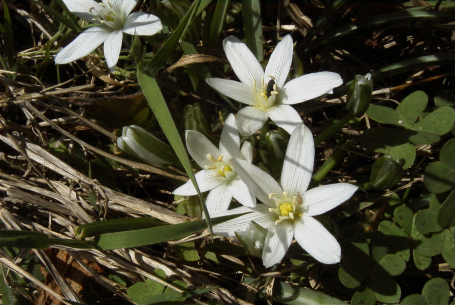 2005-03-30-023-Ornithogalum