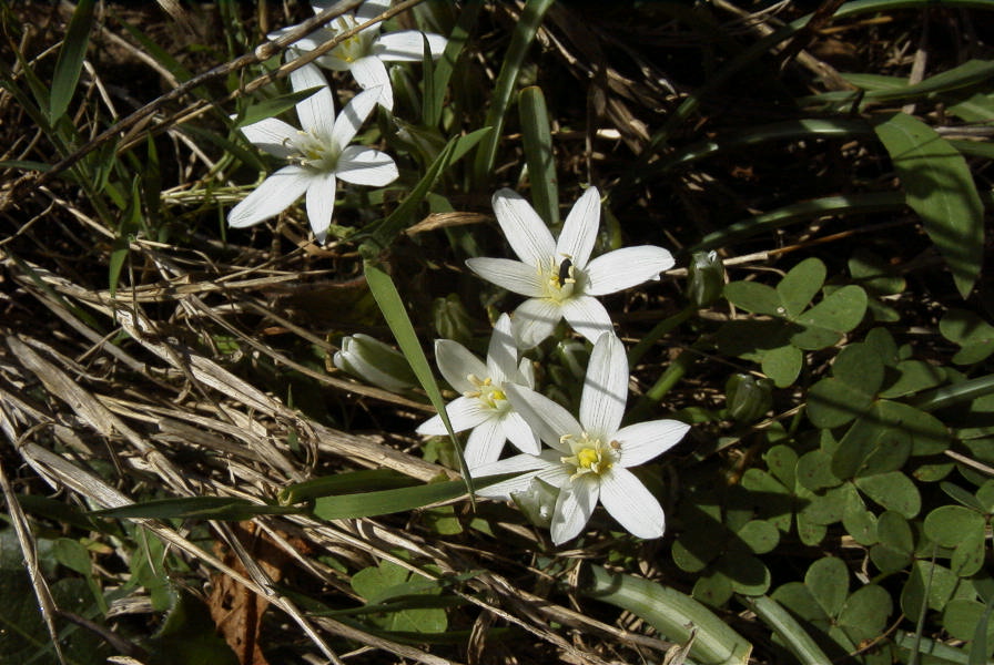 2005-03-30-024-Ornithogalum