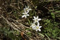 2005-03-30-025-Ornithogalum
