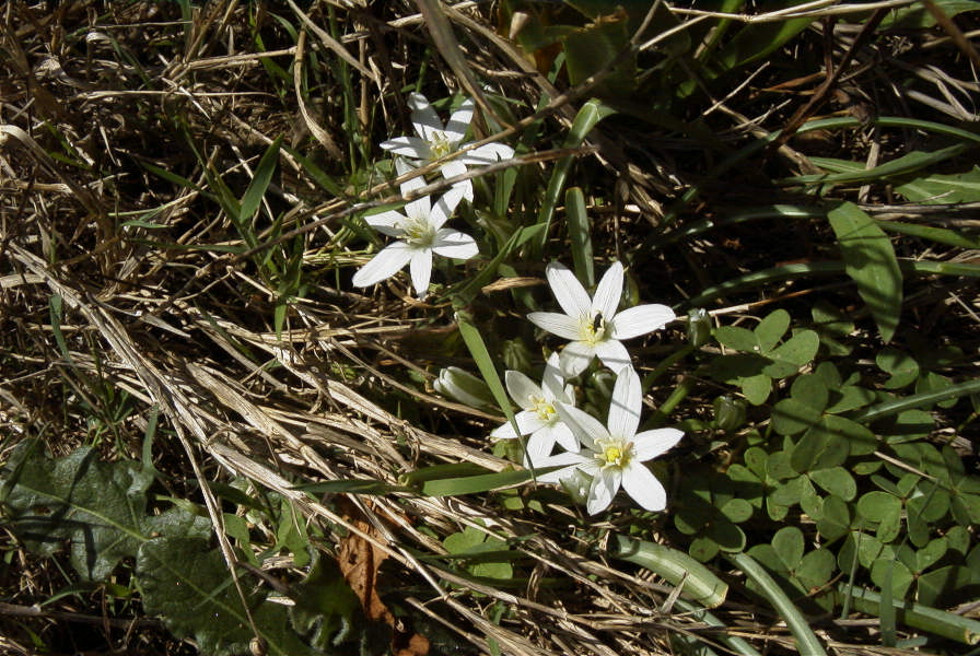 2005-03-30-025-Ornithogalum