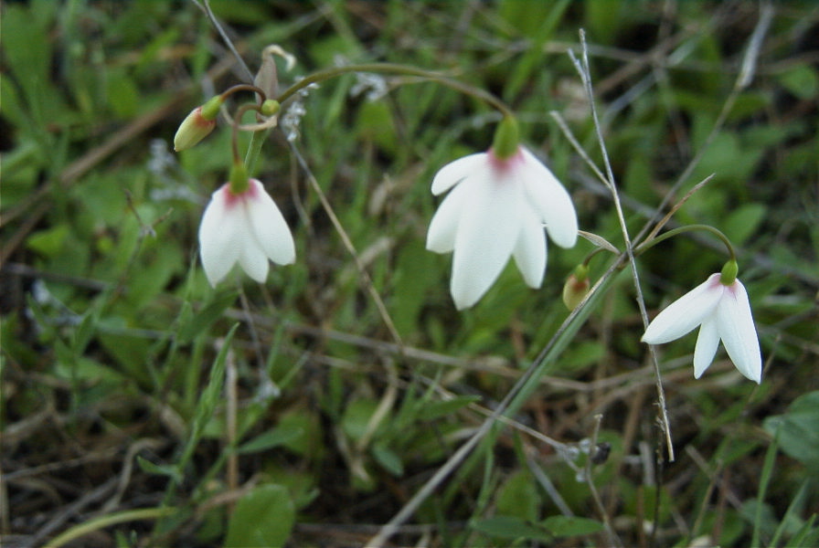 2005-03-30-026-Leucojum-trichophyllum