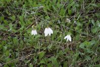 2005-03-30-027-Leucojum-trichophyllum