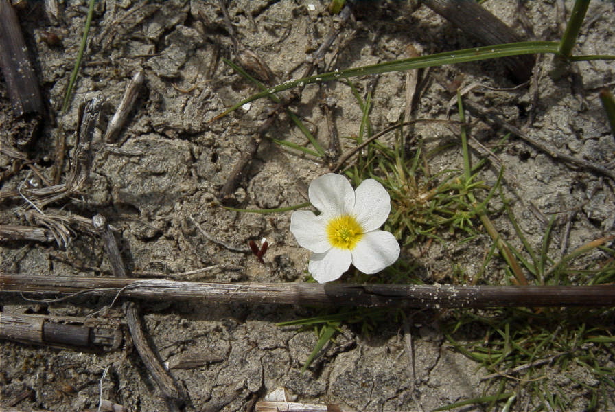 2005-03-30-030-wet-habitat-unknown