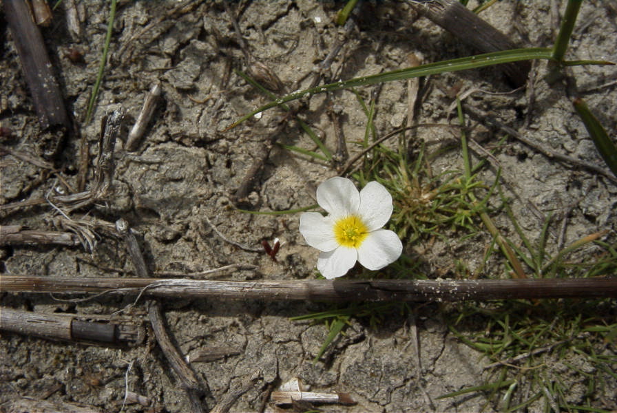 2005-03-30-032-wet-habitat-unknown